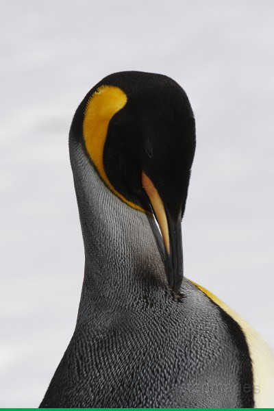 IMG_3276c.jpg - King Penguin (Aptenodytes patagonicus)